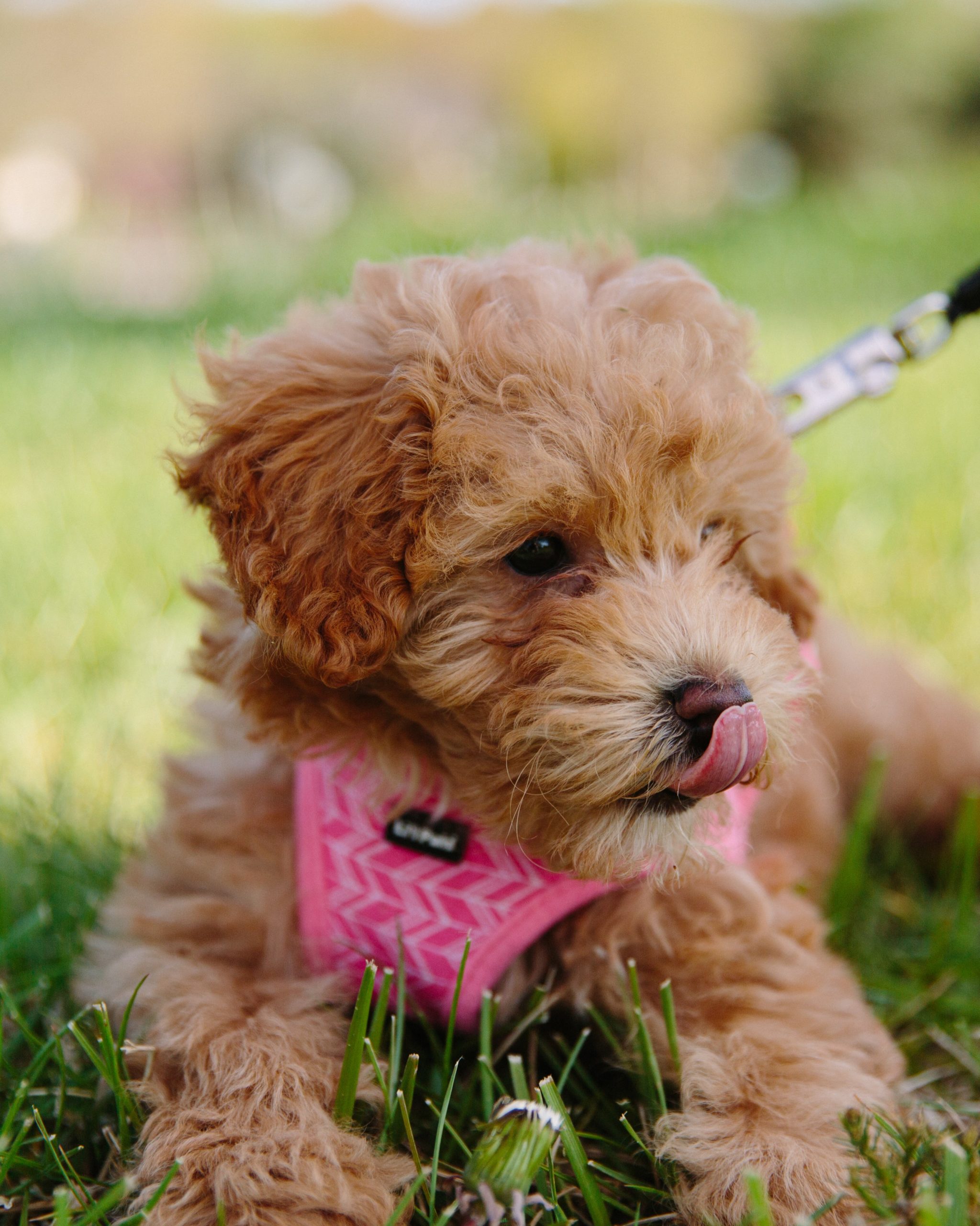 moodle dog
