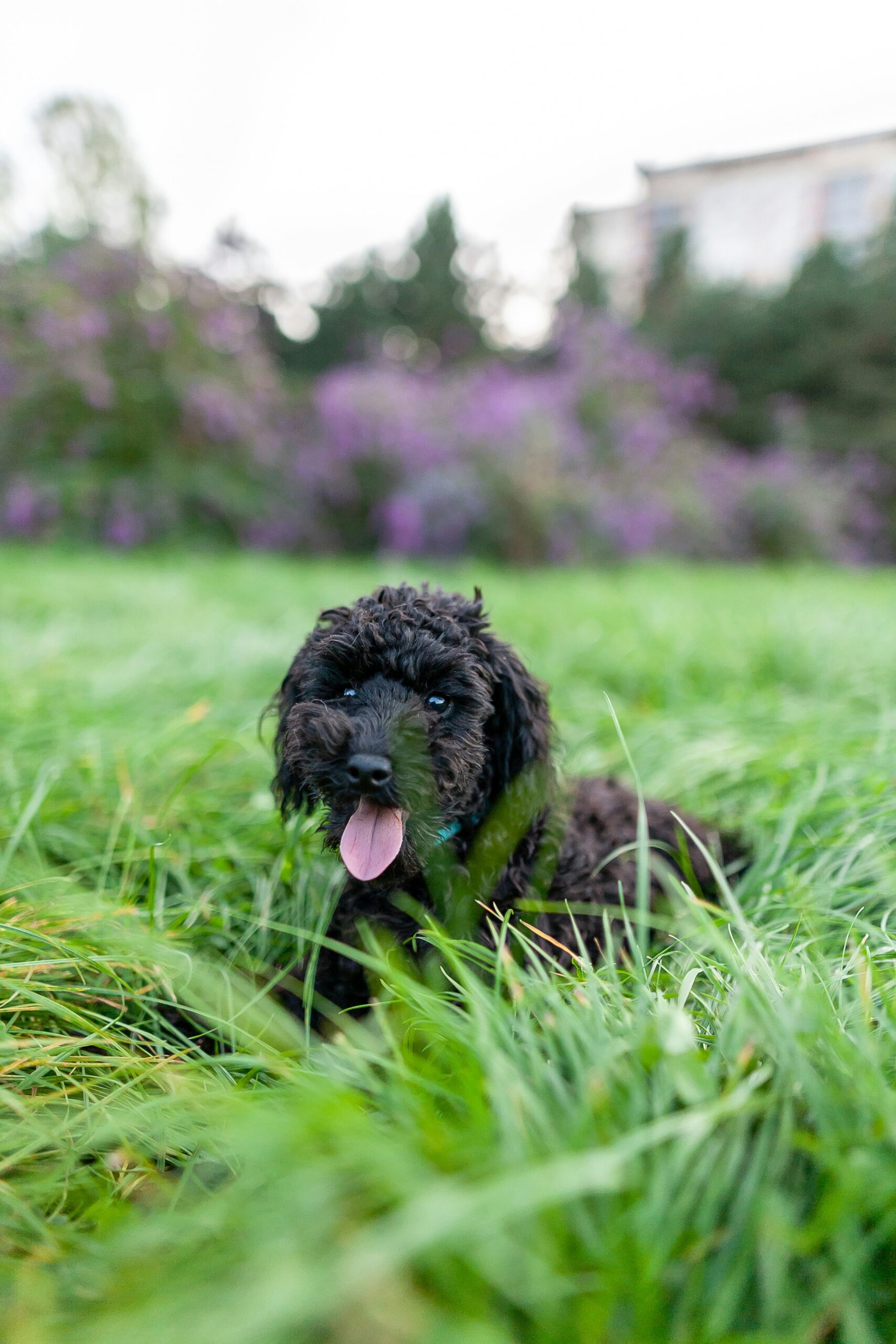 black cavoodle