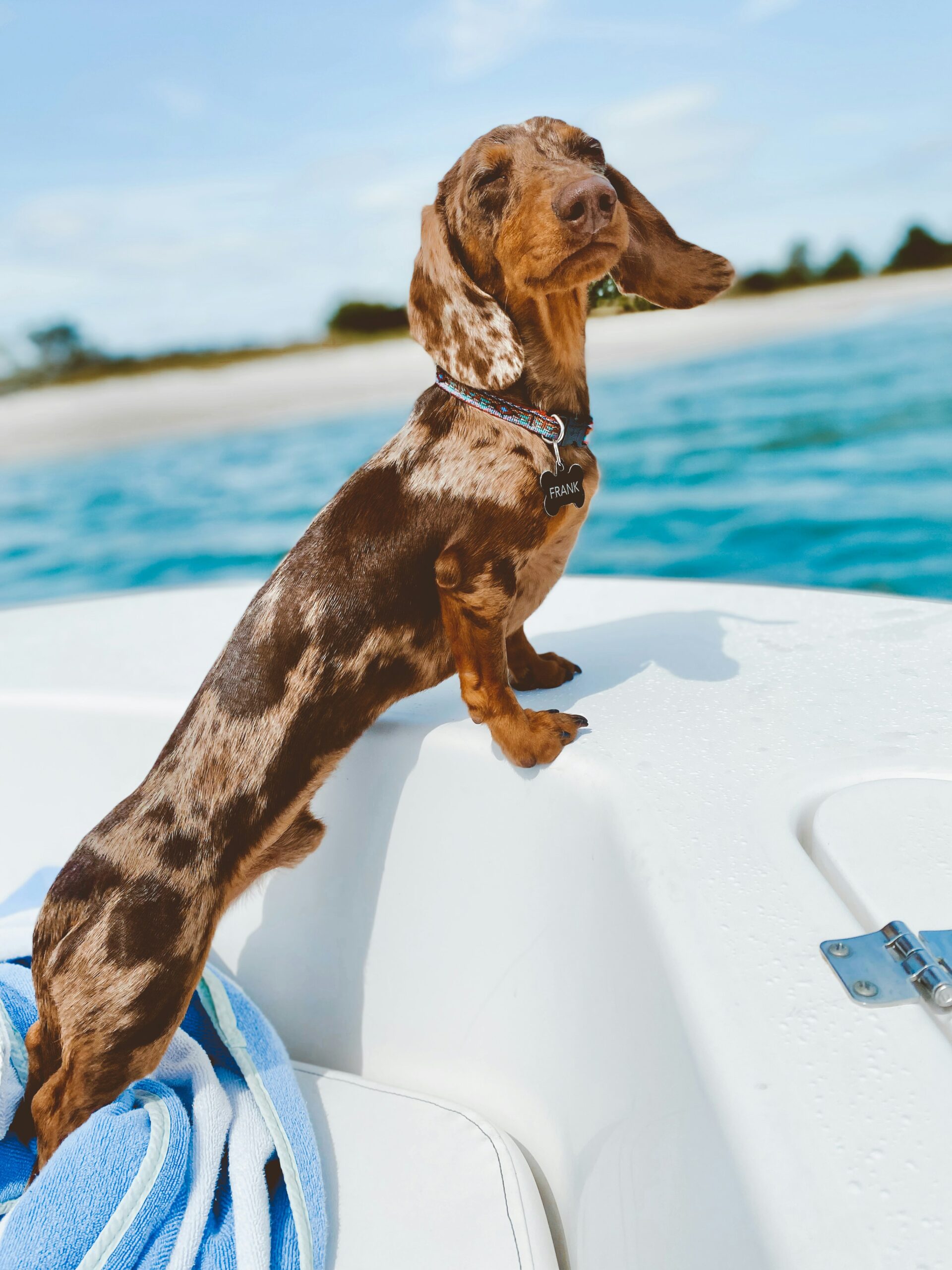 chocolate dapple dachshund