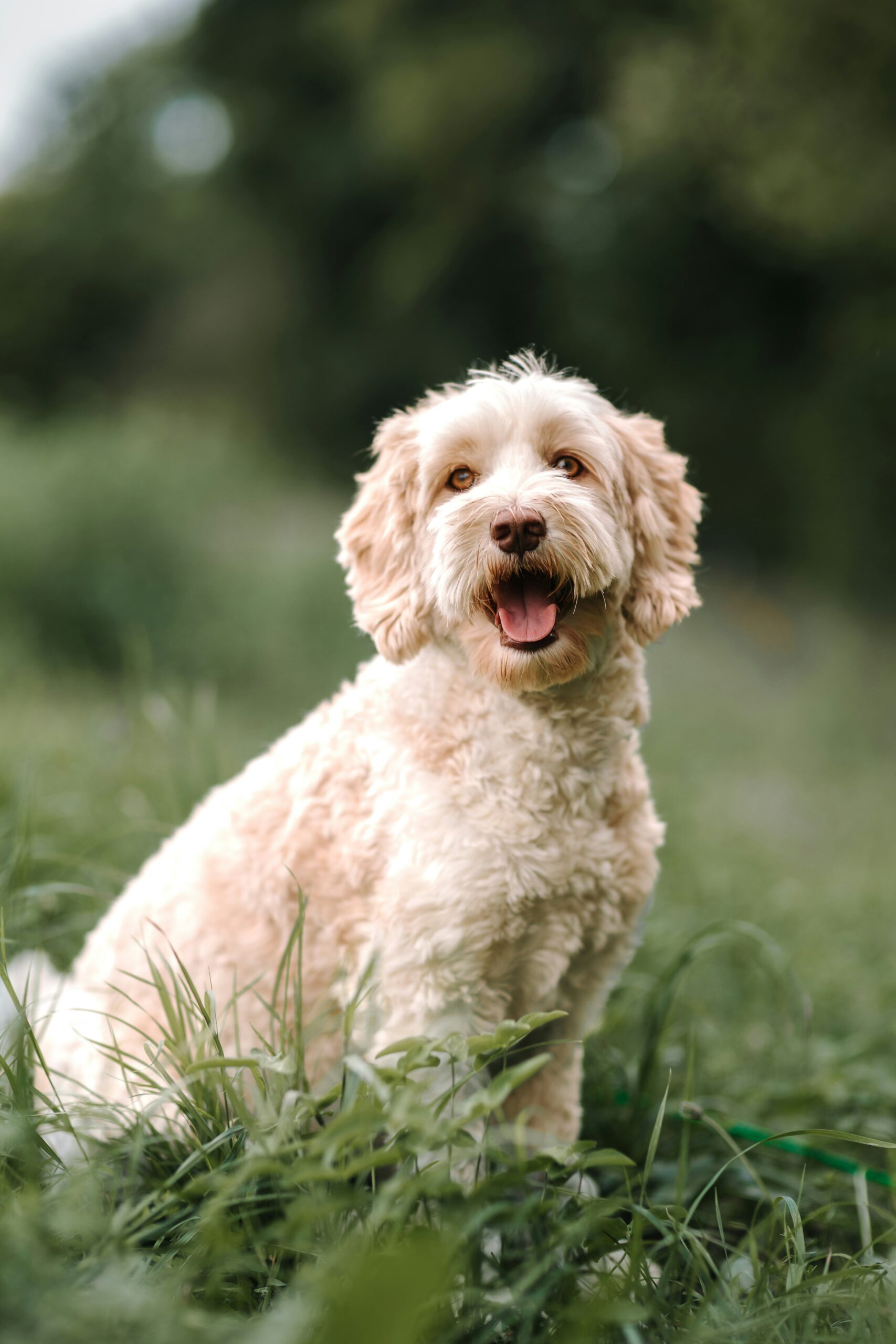 mini labradoodle in a field of grass