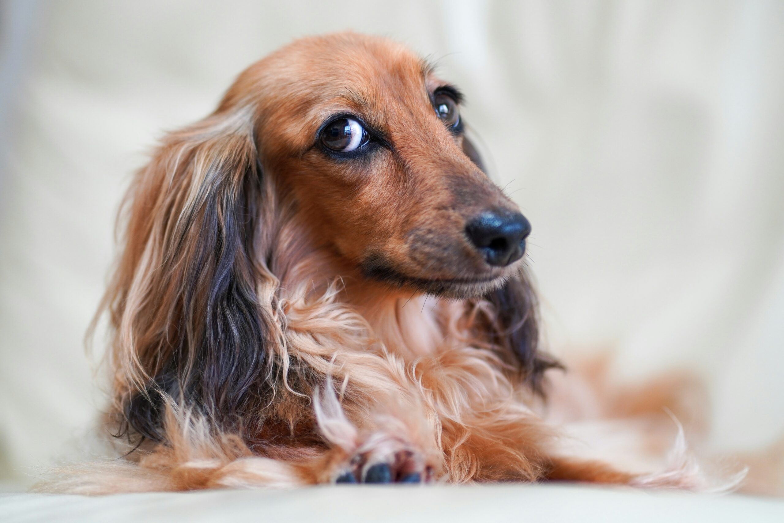 long haired dachshund