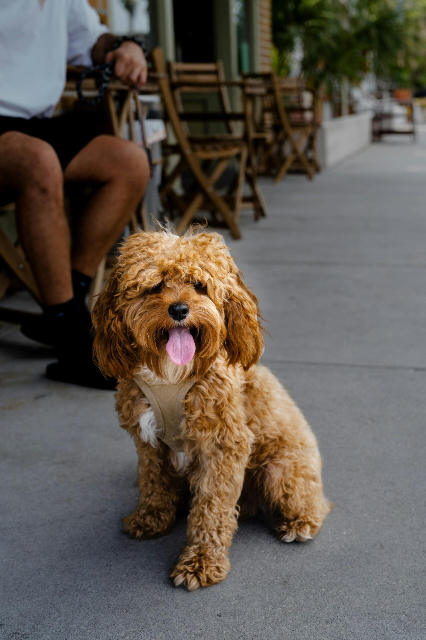 mini cavoodle