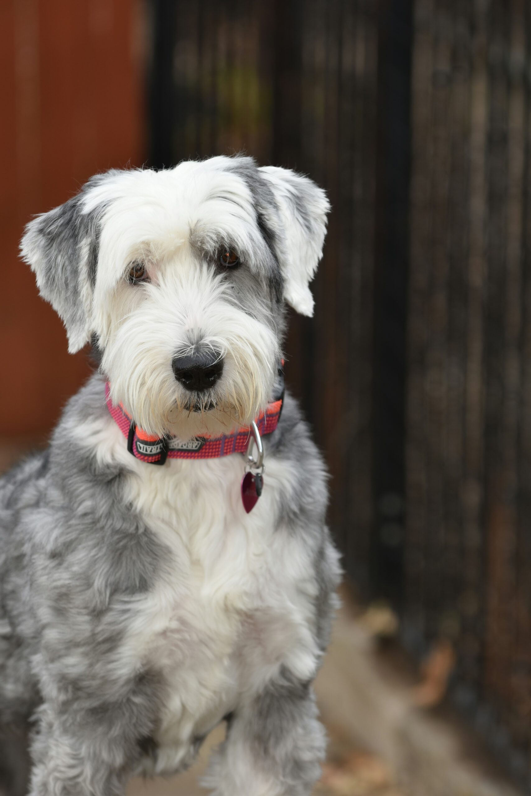 mini sheepadoodle