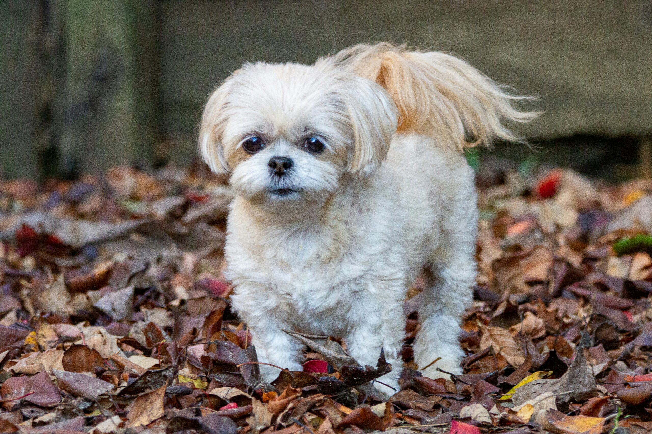 shih poo