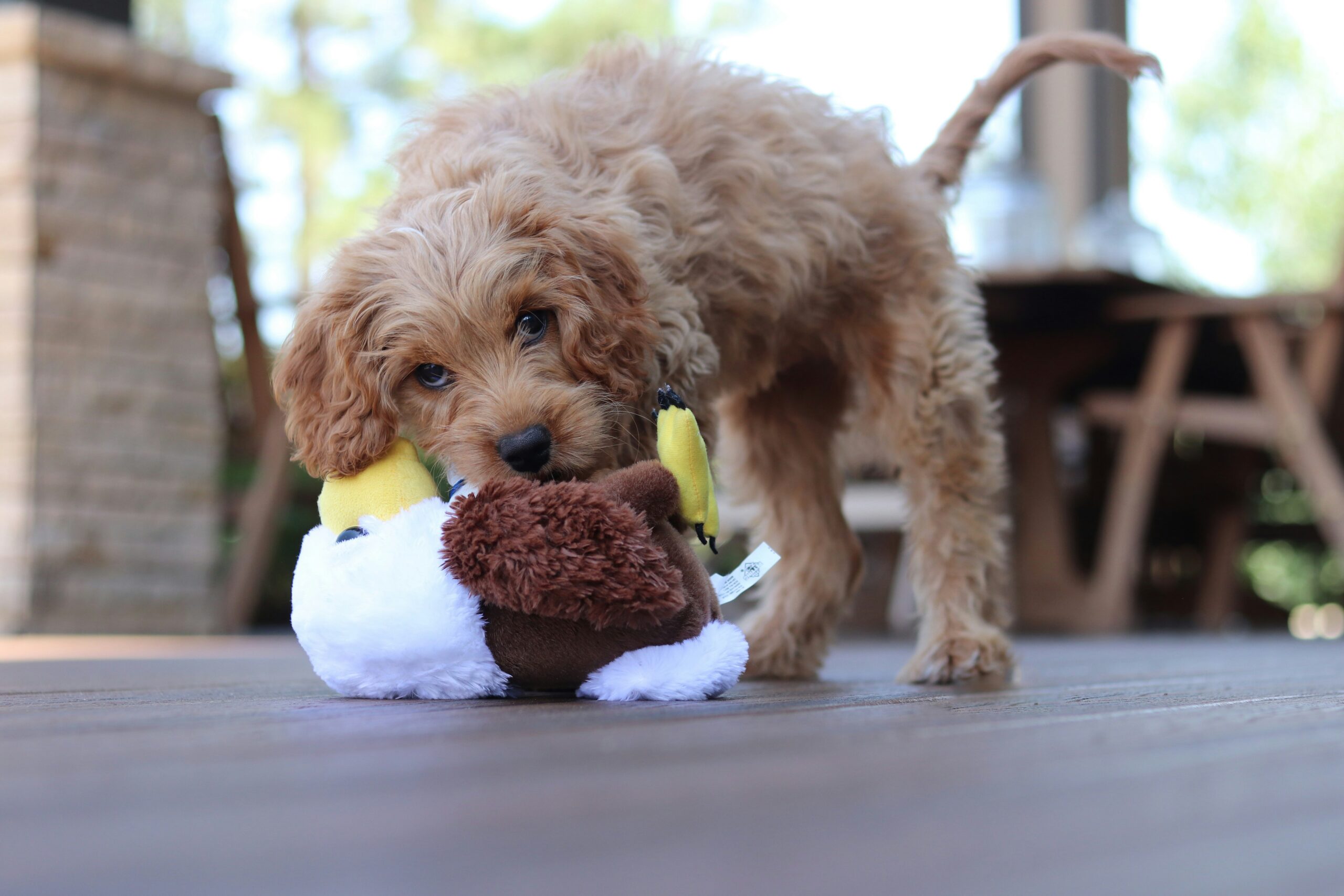 toy cavoodle