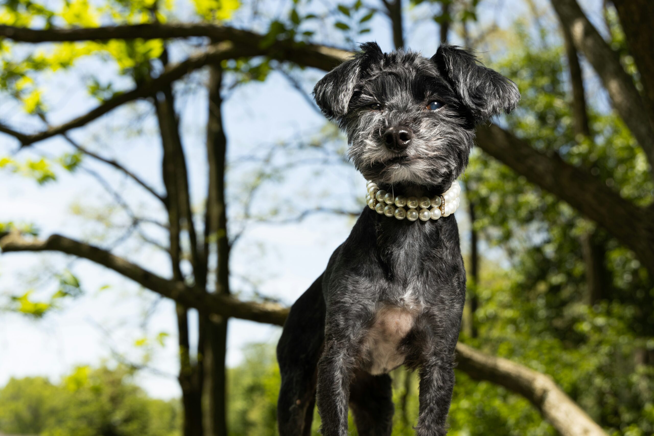 yorkie poo