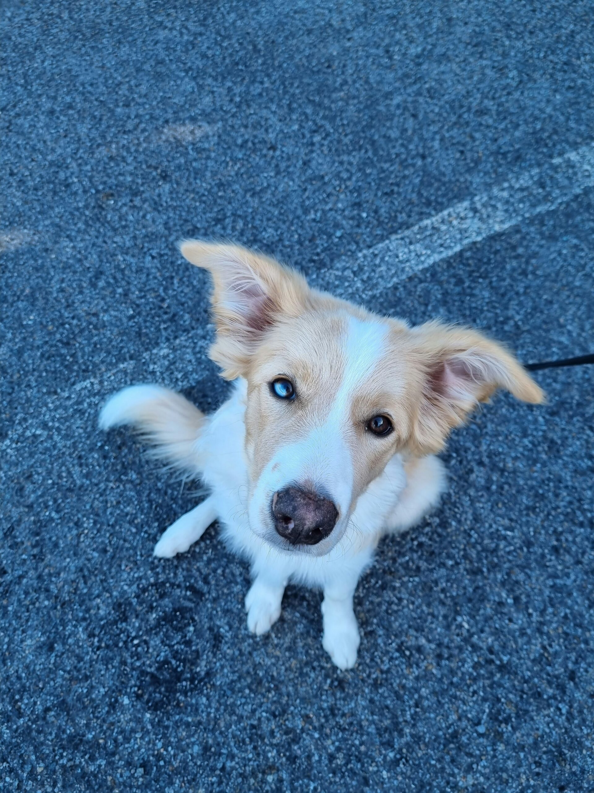 australian red border collie