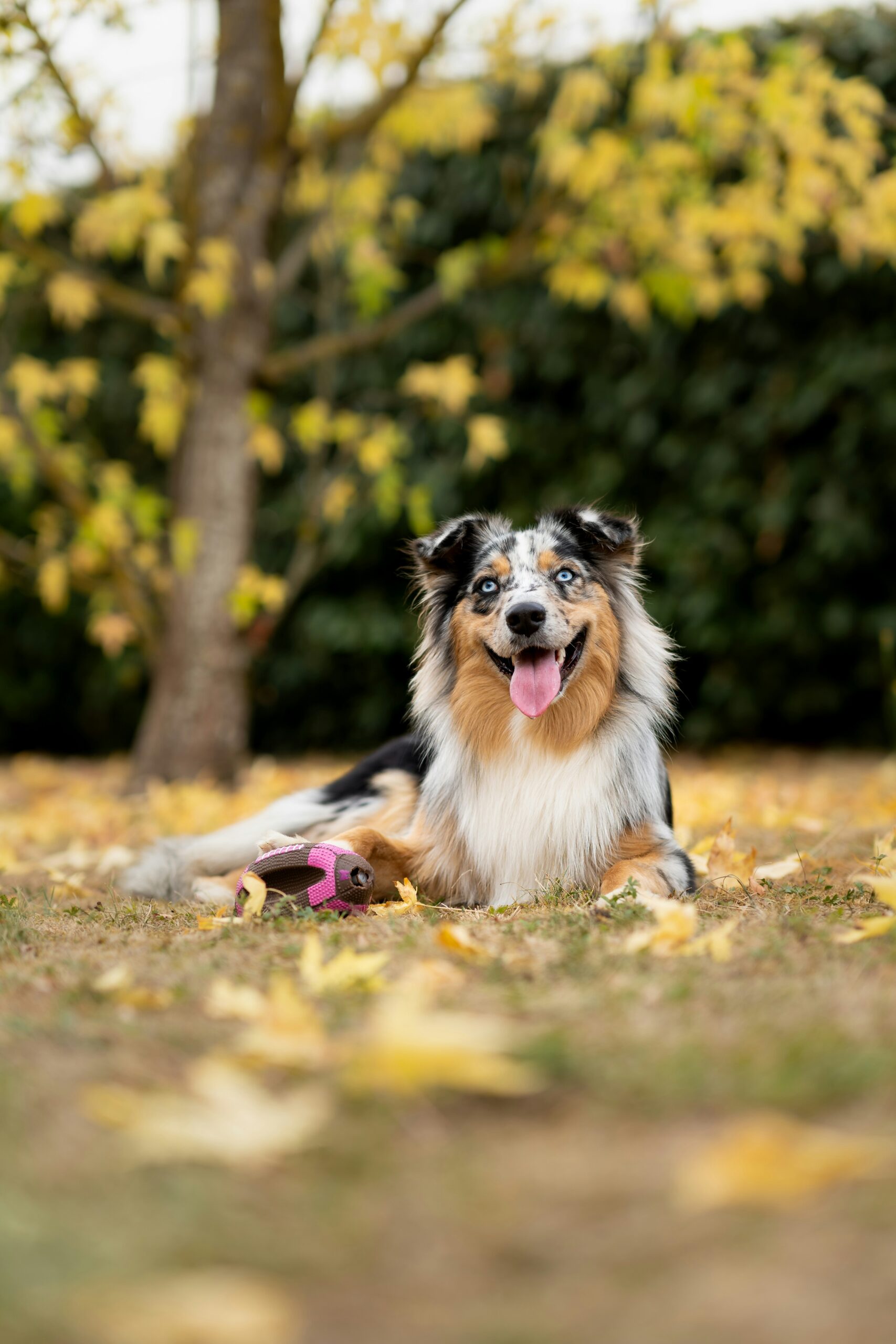 blue merle australian shepherd