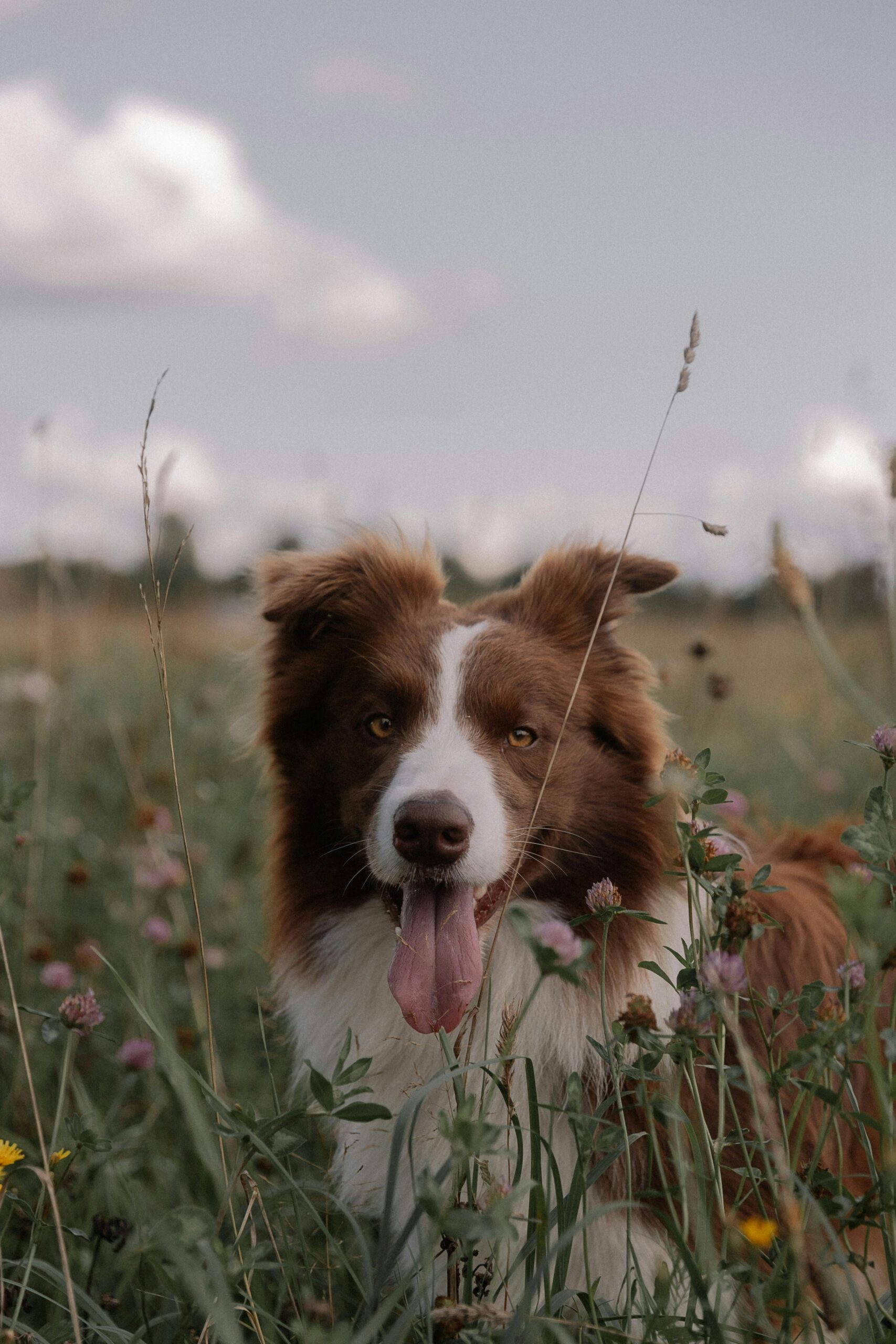 brown border collie