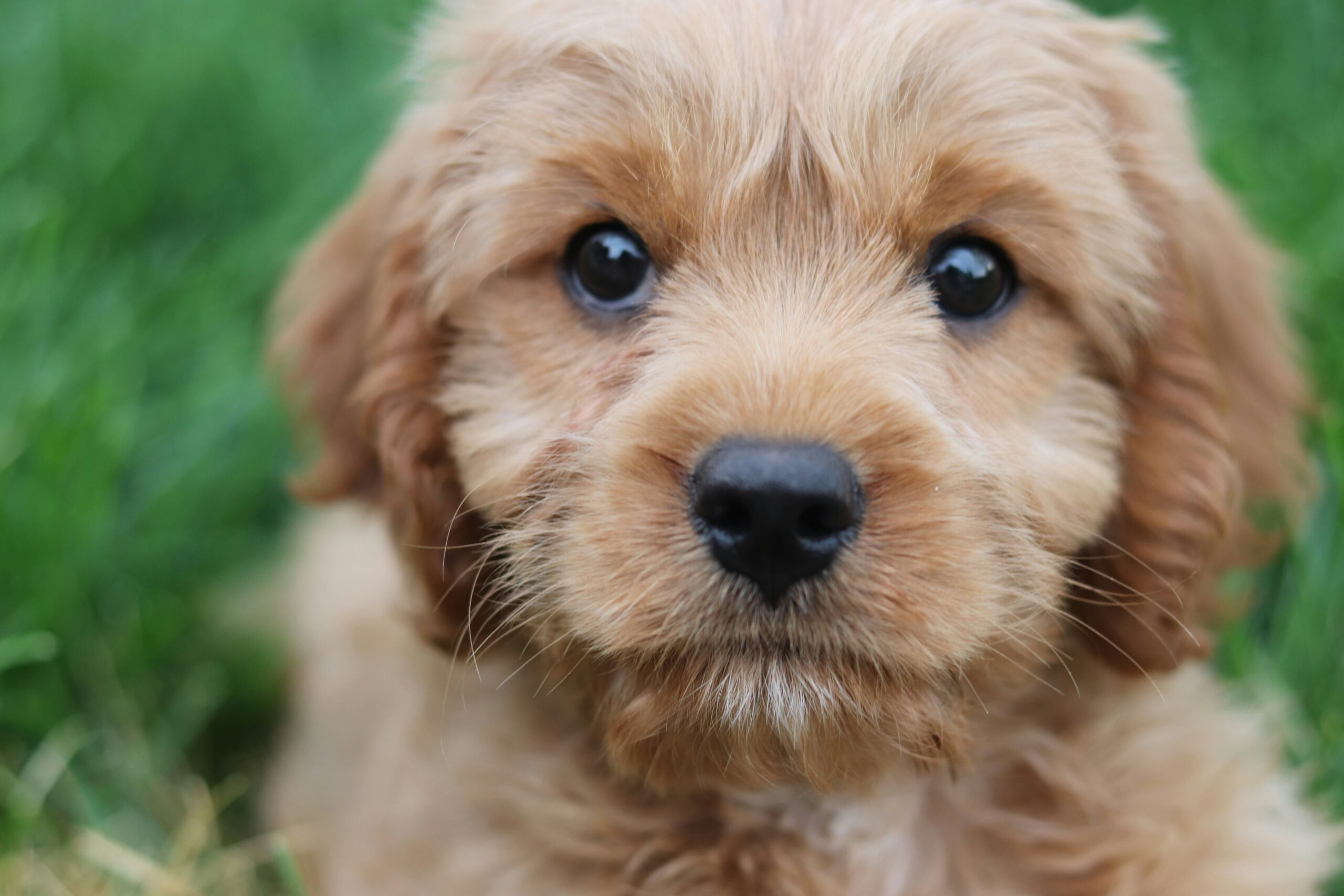 f1b cavoodle