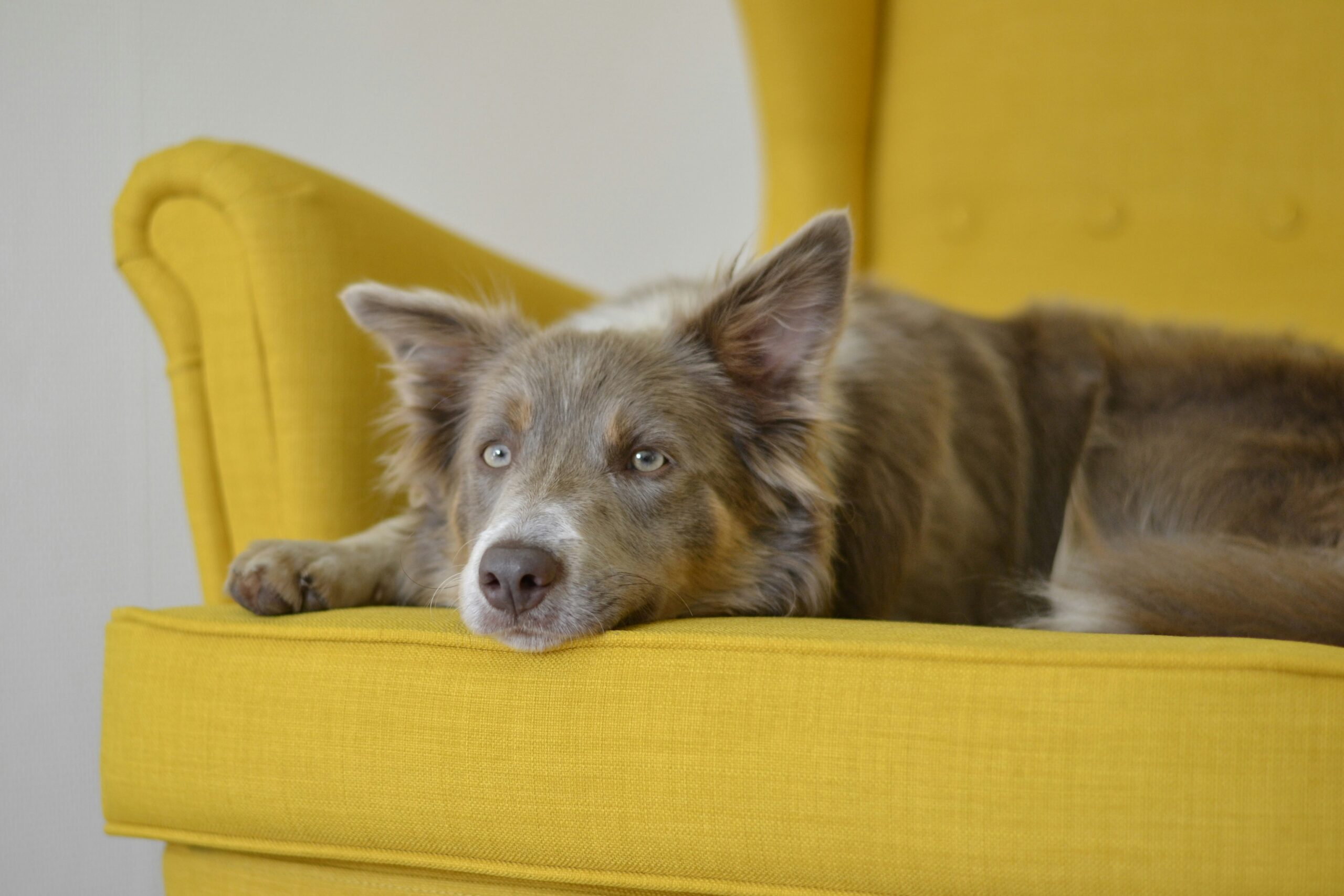 lilac border collie