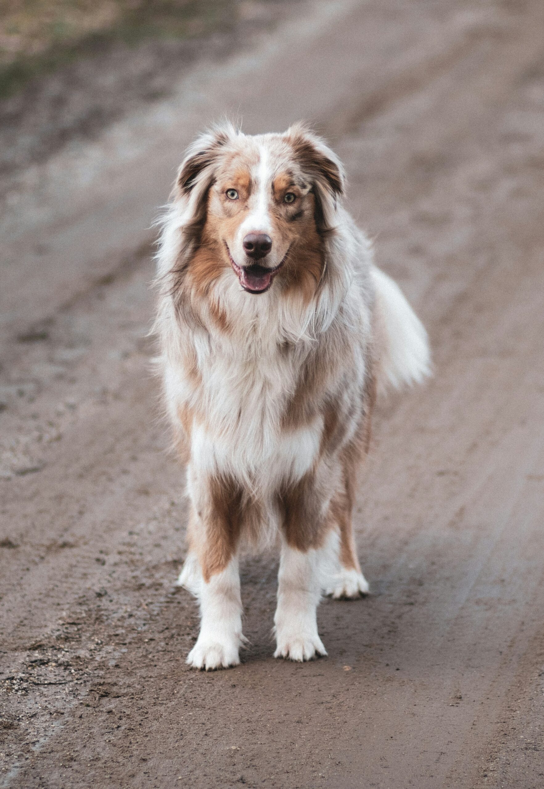 red merle australian shepherd